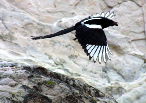 Black-billed Magpie Photo by Dan Tallman