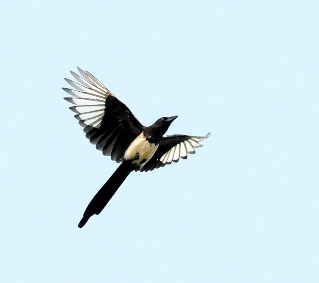 Black-billed Magpie Photo by Steven Mlodinow