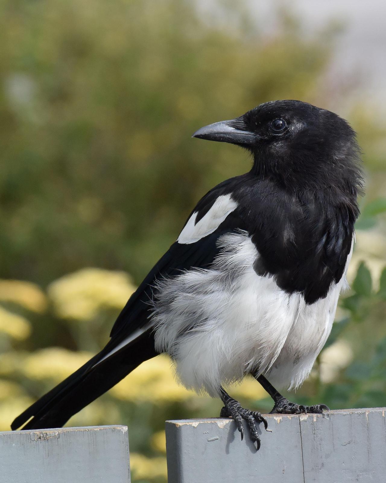 Black-billed Magpie Photo by Steve Percival