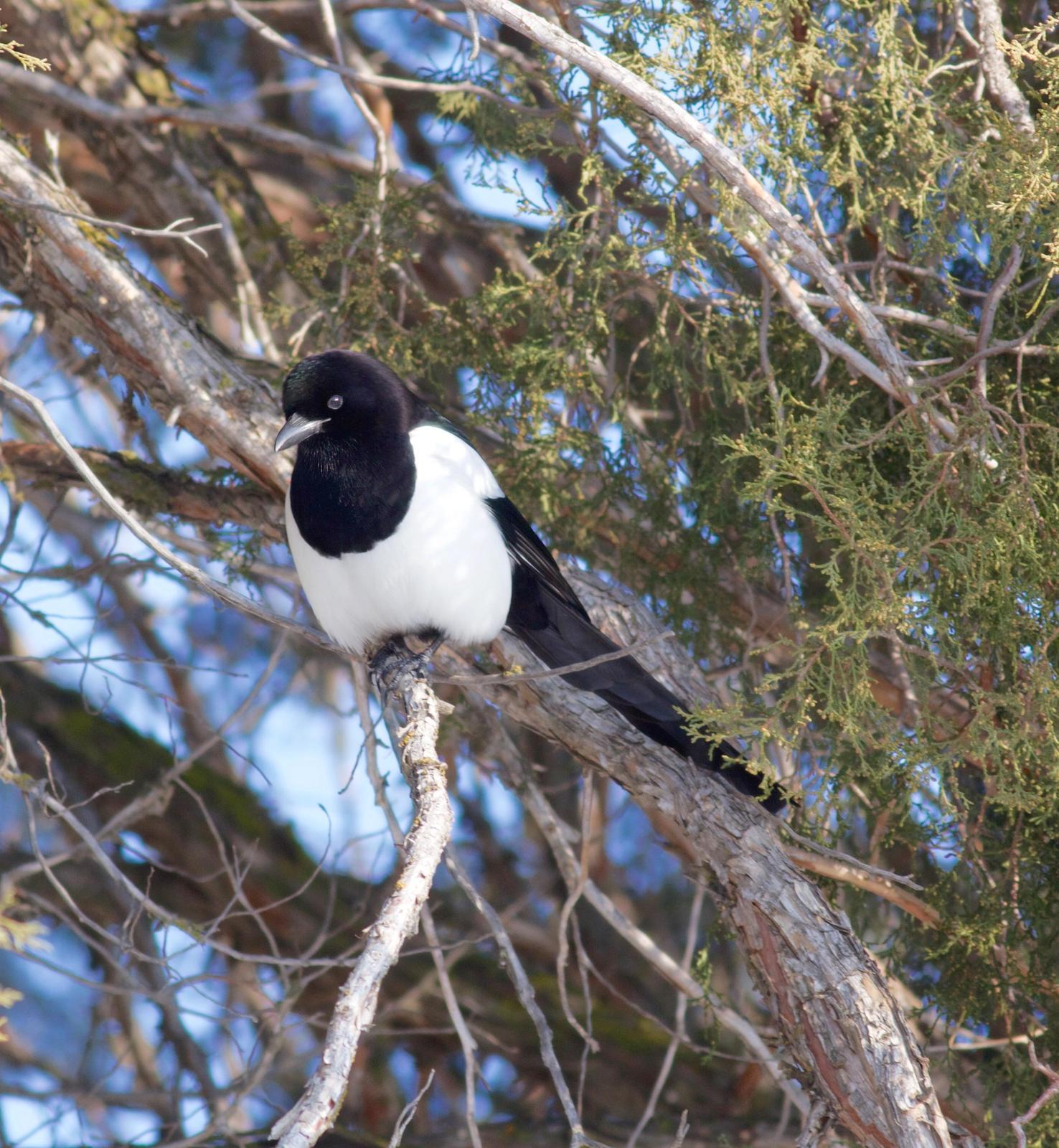 Black-billed Magpie Photo by Kathryn Keith