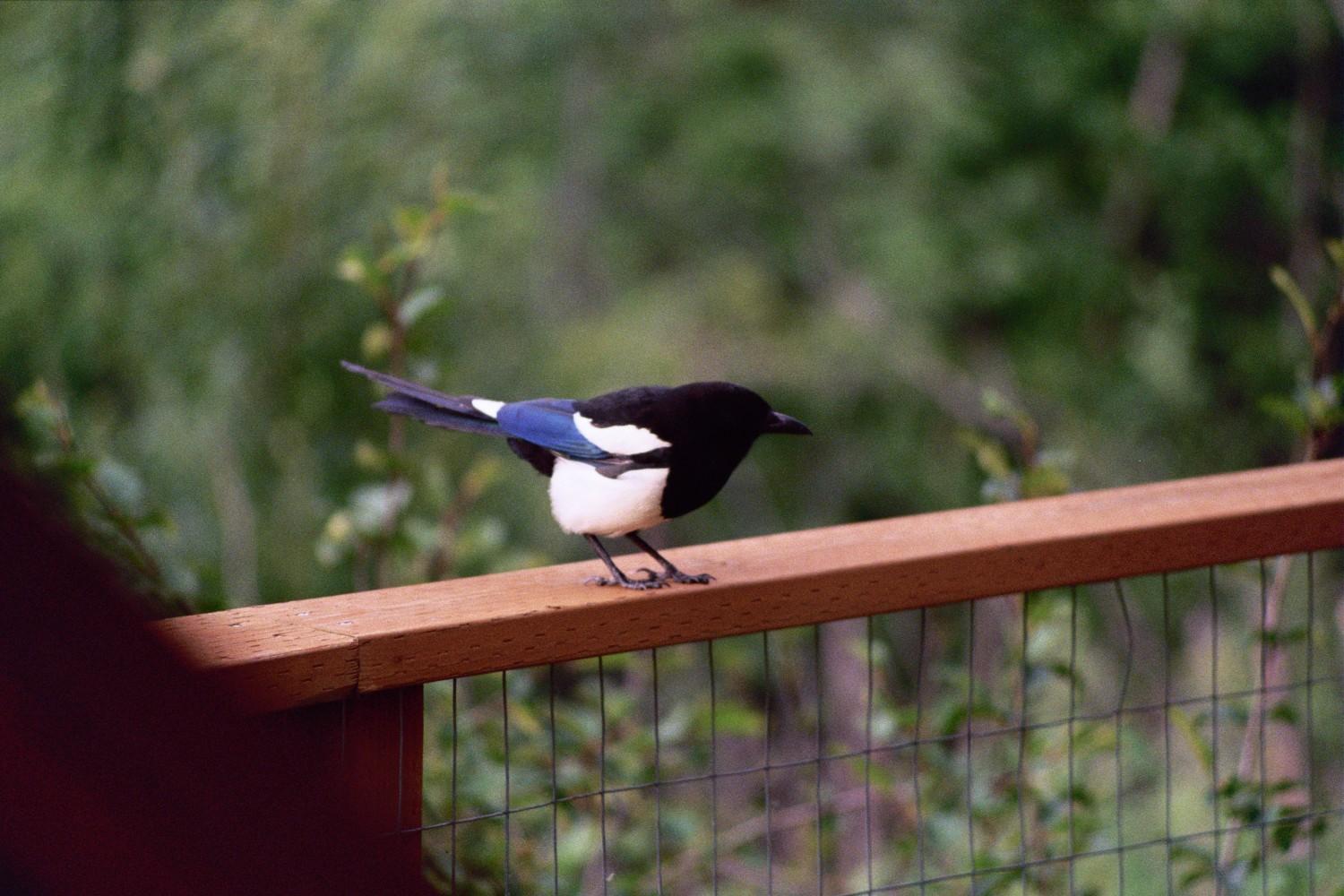 Black-billed Magpie Photo by Tony Heindel