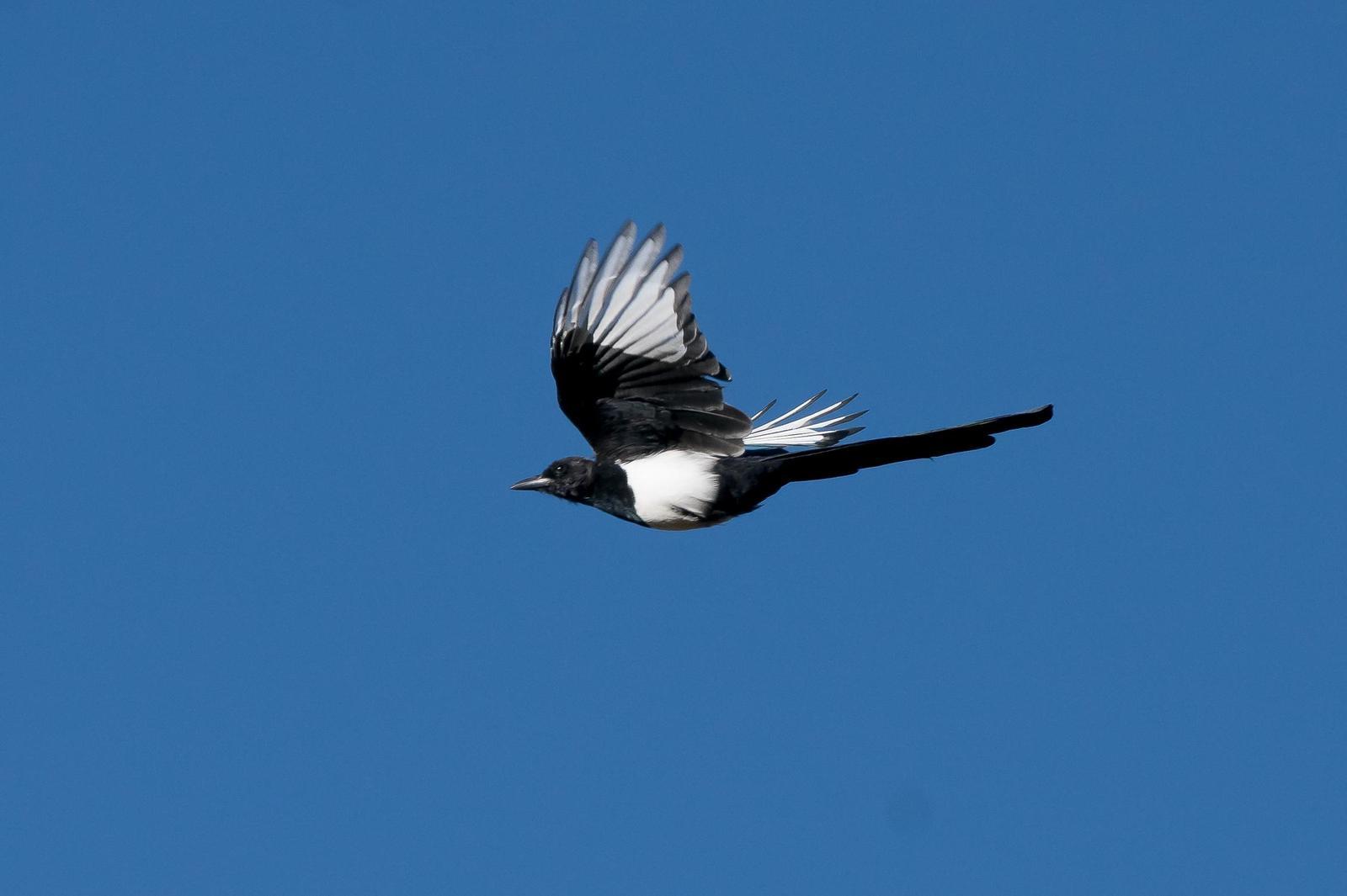 Black-billed Magpie Photo by Gerald Hoekstra
