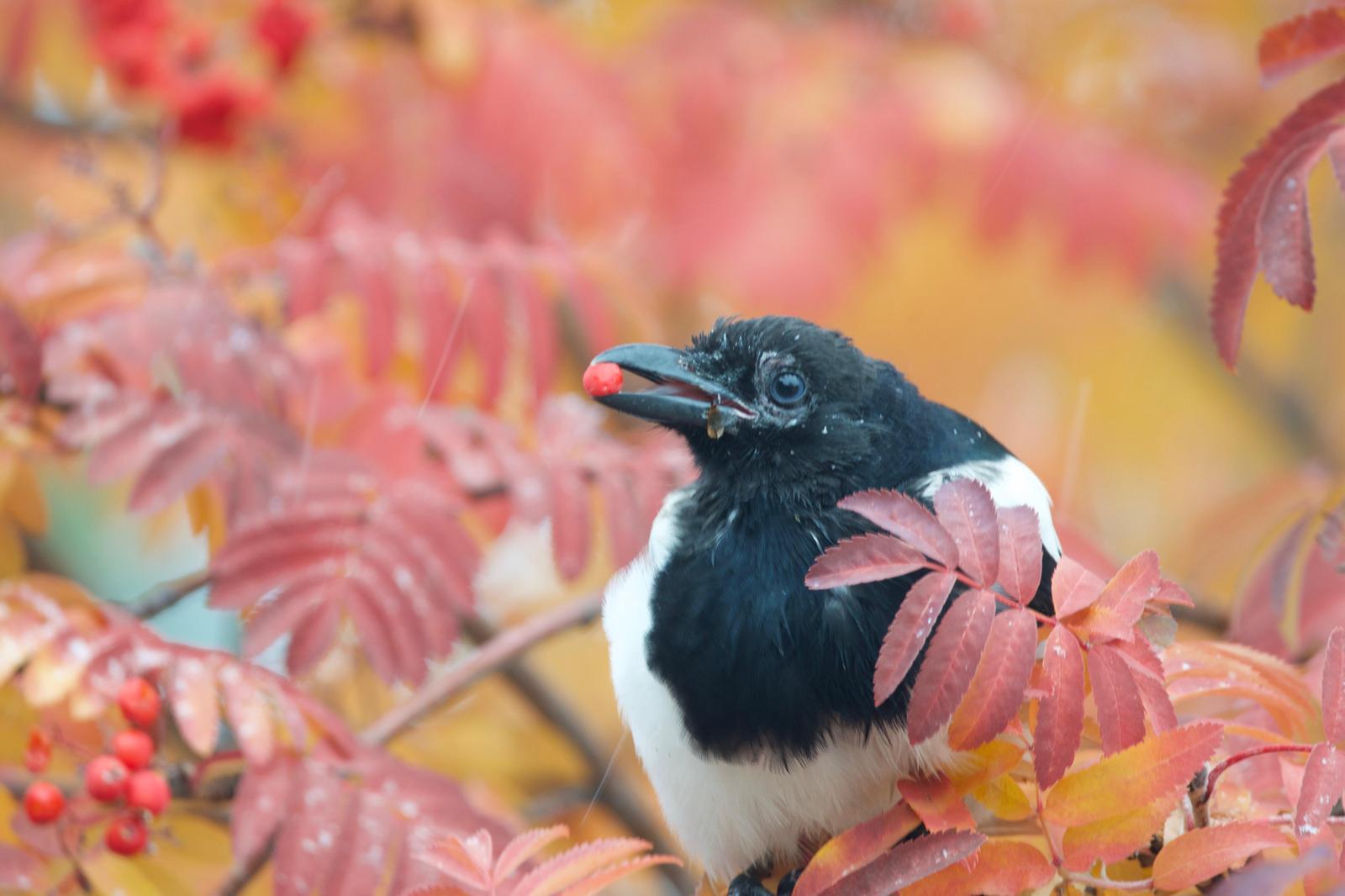 Black-billed Magpie Photo by Ian Jarvie