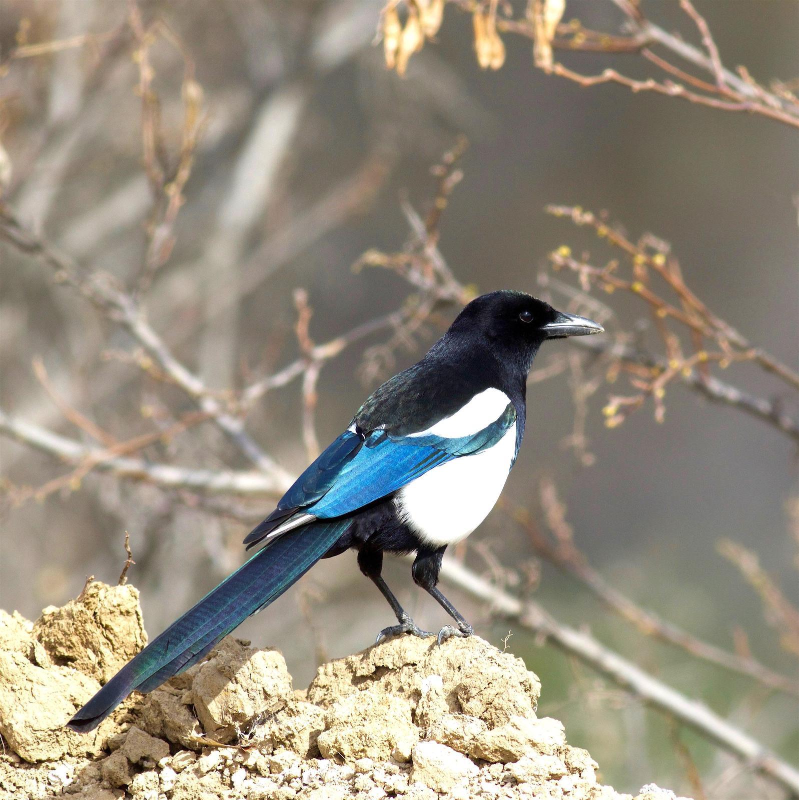 Black-billed Magpie Photo by Kathryn Keith