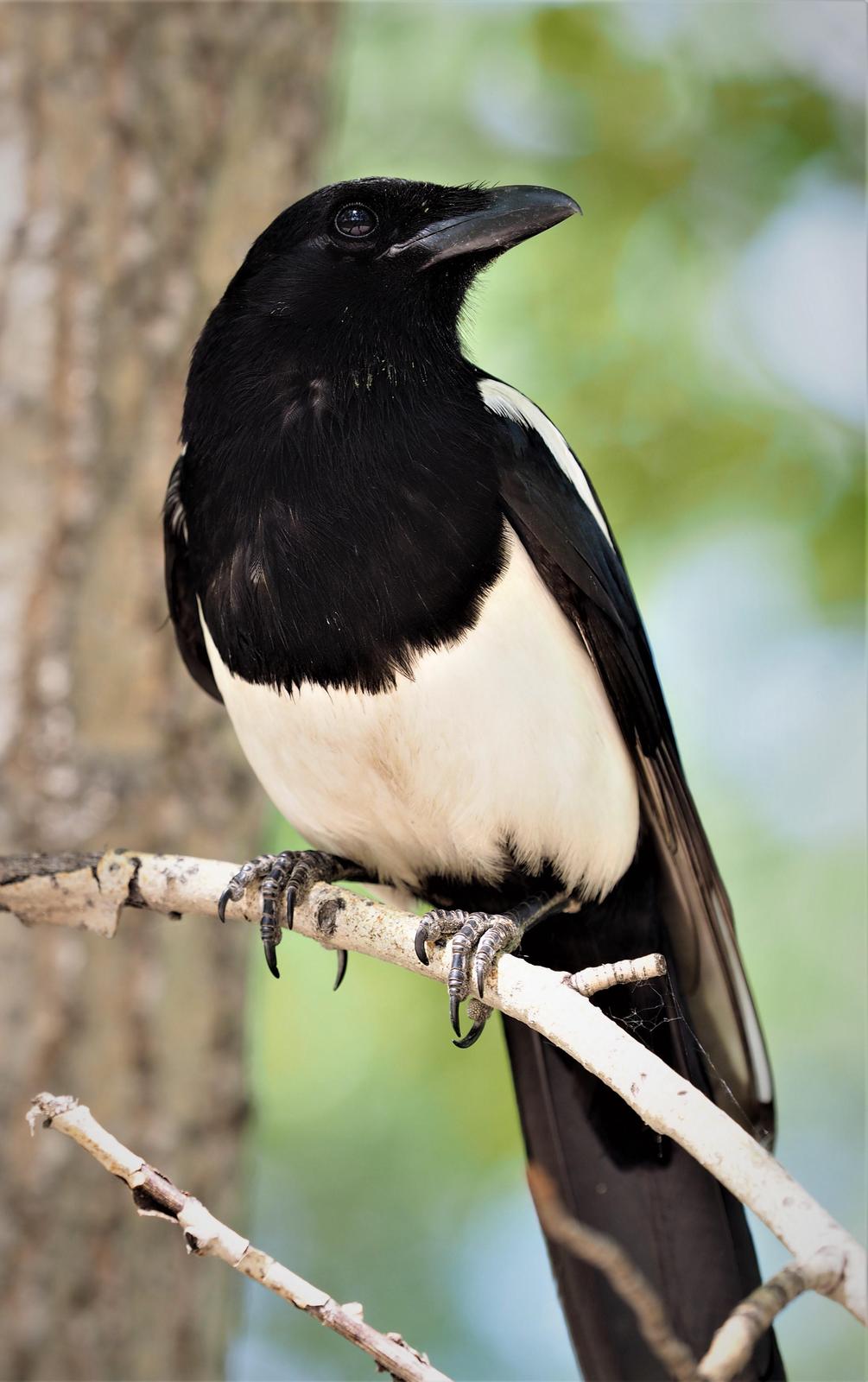 Black-billed Magpie Photo by Colin Hill