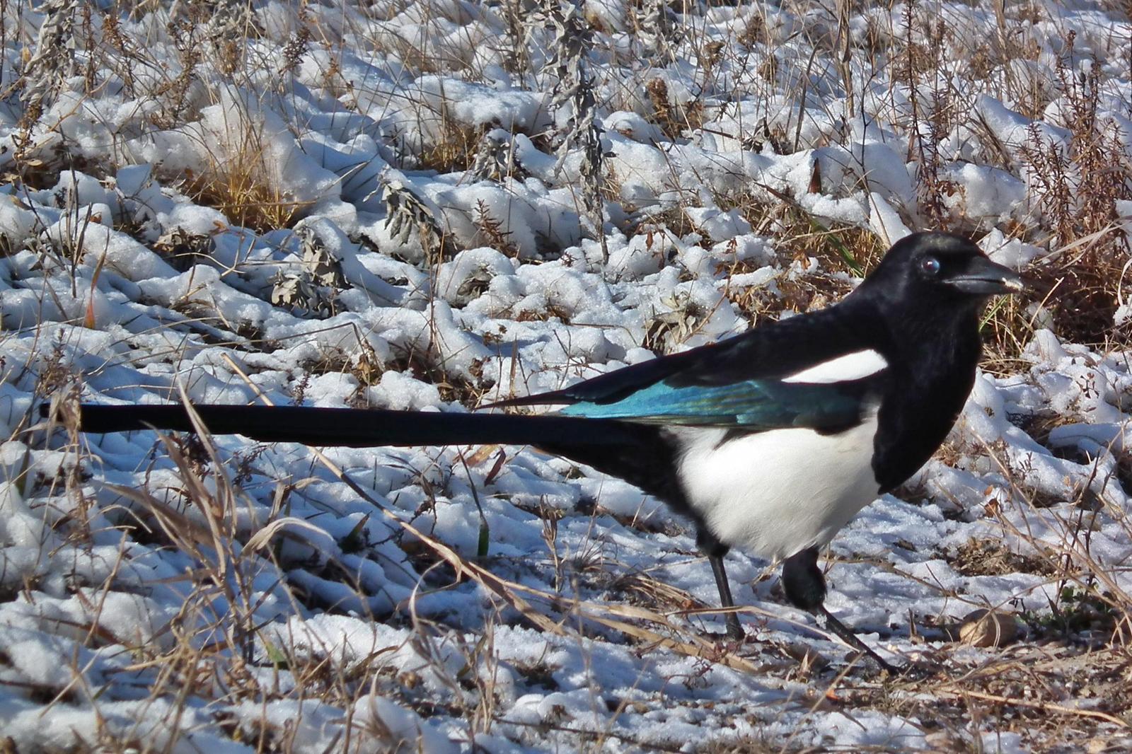 Black-billed Magpie Photo by Enid Bachman