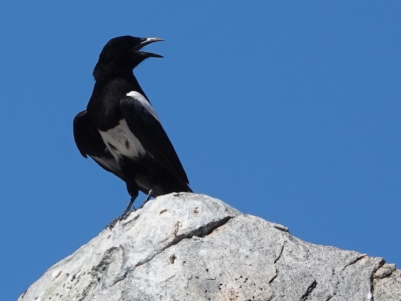 Black-billed Magpie Photo by Kent Jensen
