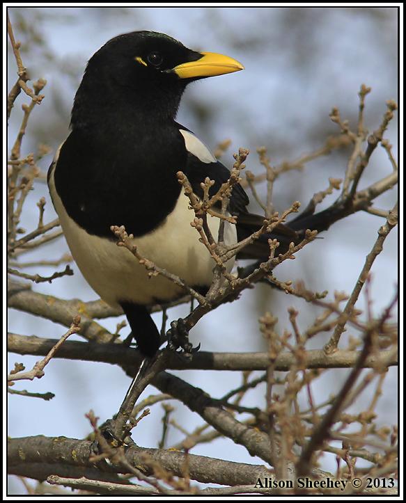 Yellow-billed Magpie Photo by Alison Sheehey
