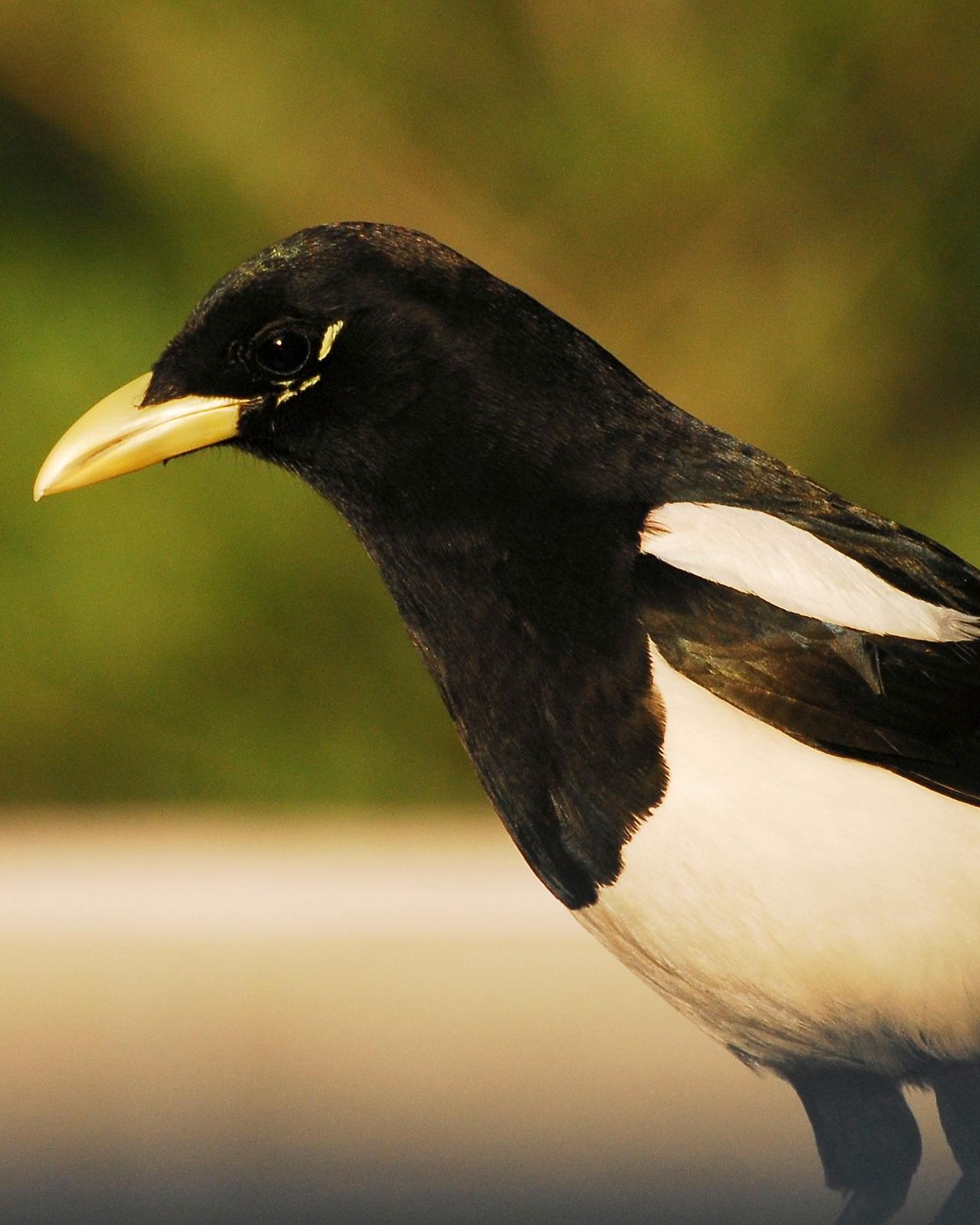 Yellow-billed Magpie Photo by David Hollie