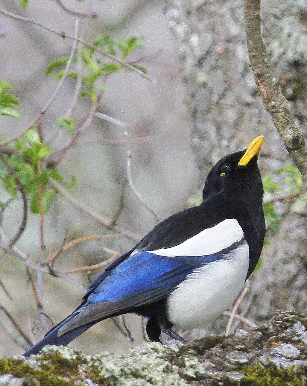 Yellow-billed Magpie Photo by Isaac Sanchez