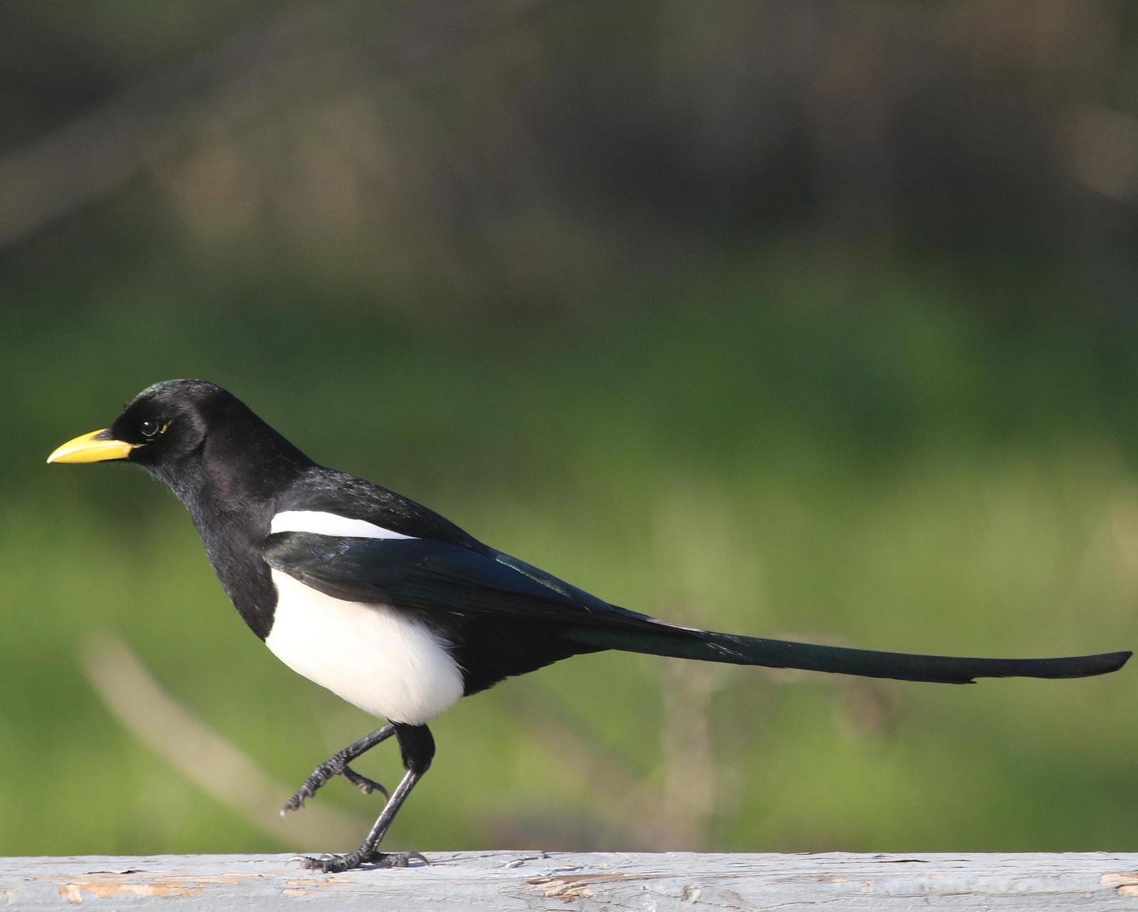 Yellow-billed Magpie Photo by Isaac Sanchez