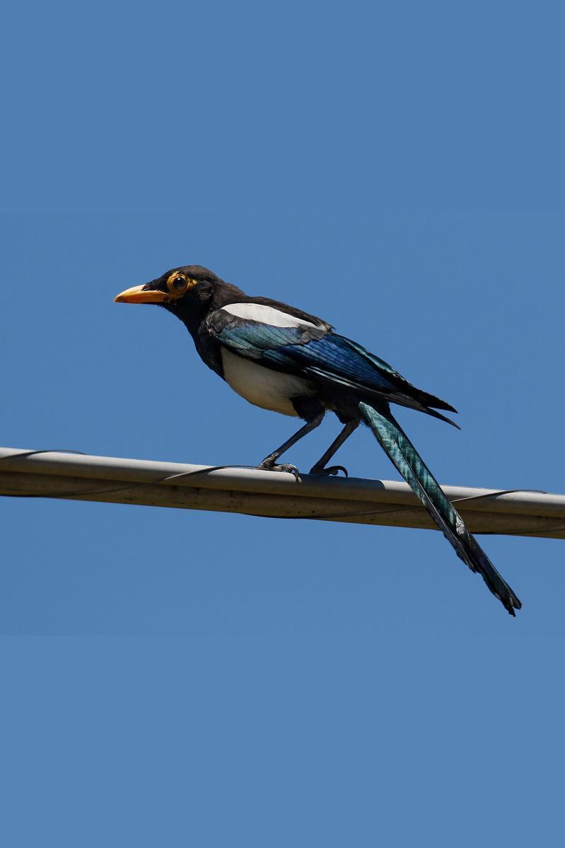 Yellow-billed Magpie Photo by Emily Willoughby