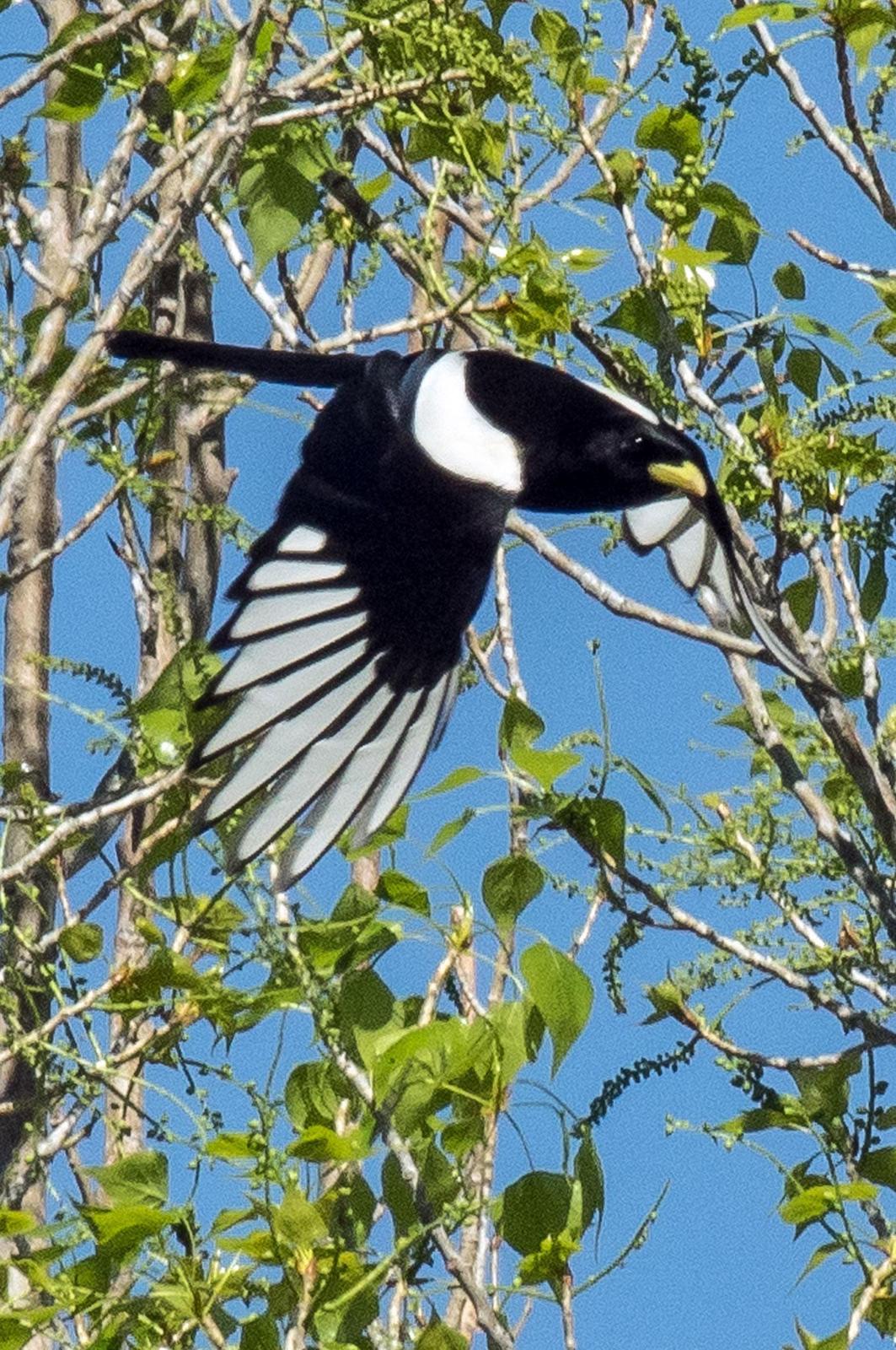 Yellow-billed Magpie Photo by Phil Kahler