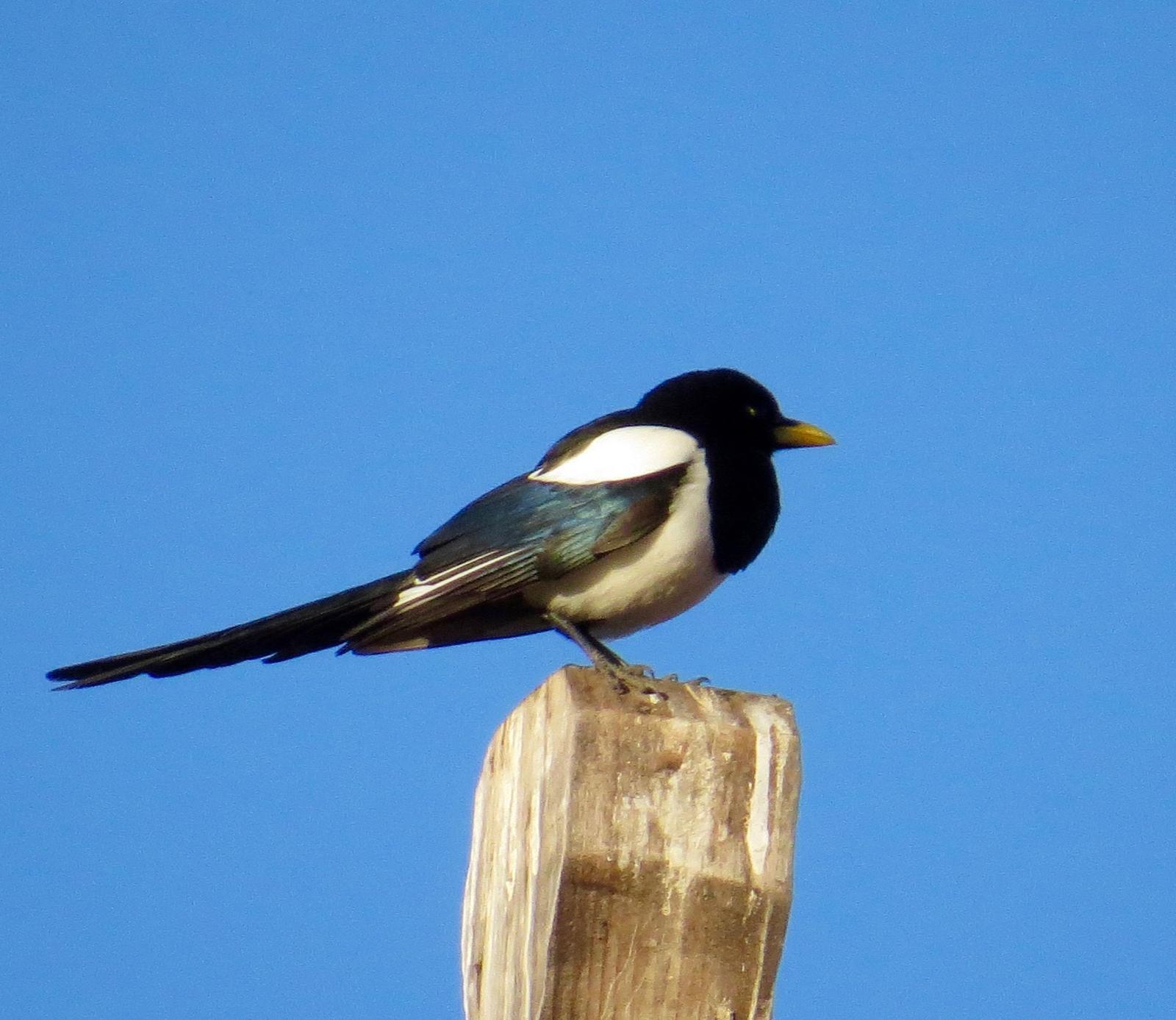Yellow-billed Magpie Photo by Don Glasco