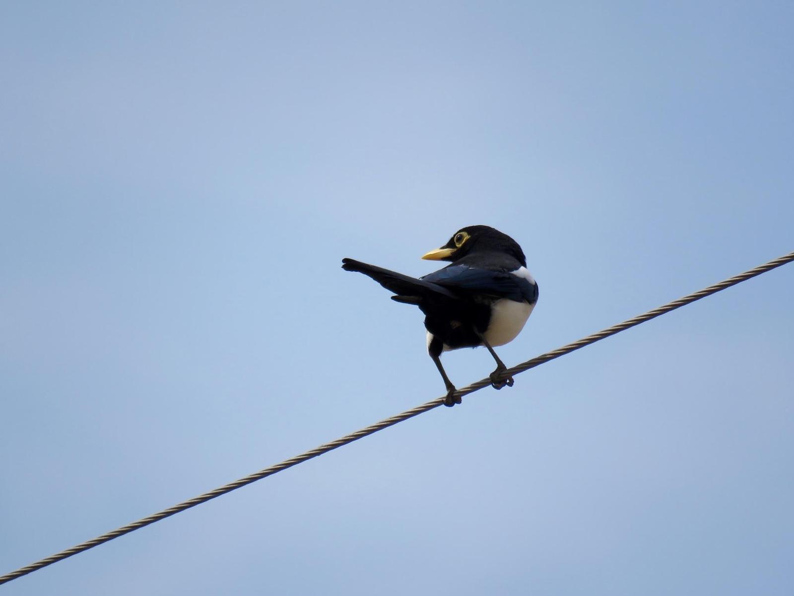 Yellow-billed Magpie Photo by Lisa Owens