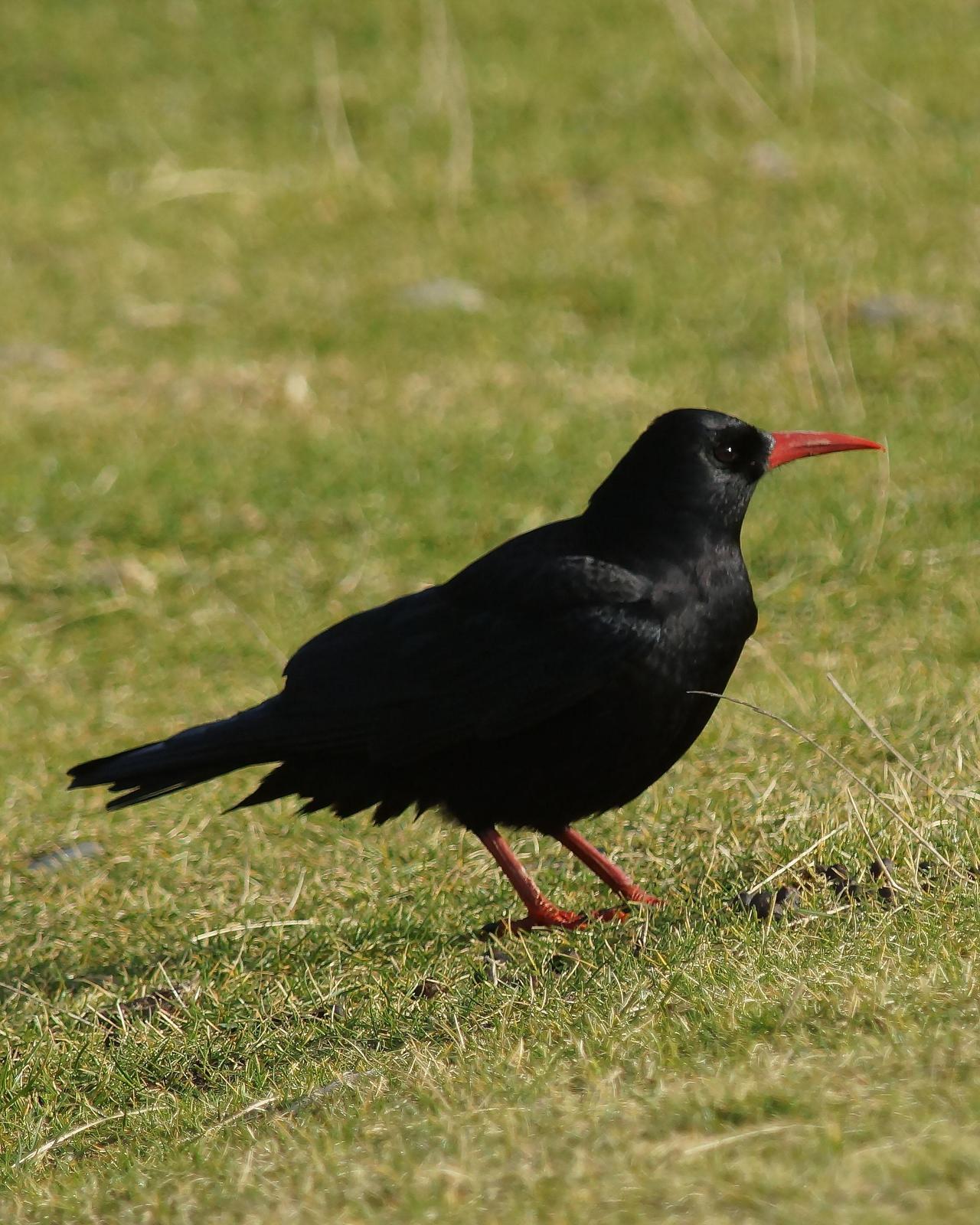 Red-billed Chough Photo by Steve Percival