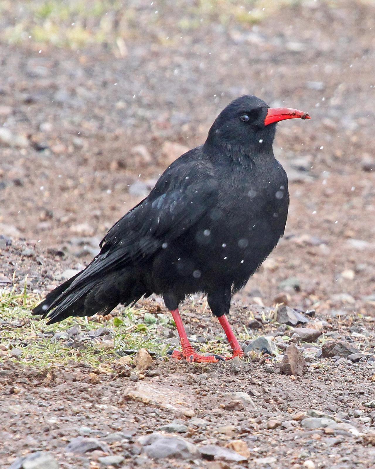 Red-billed Chough Photo by Robert Polkinghorn