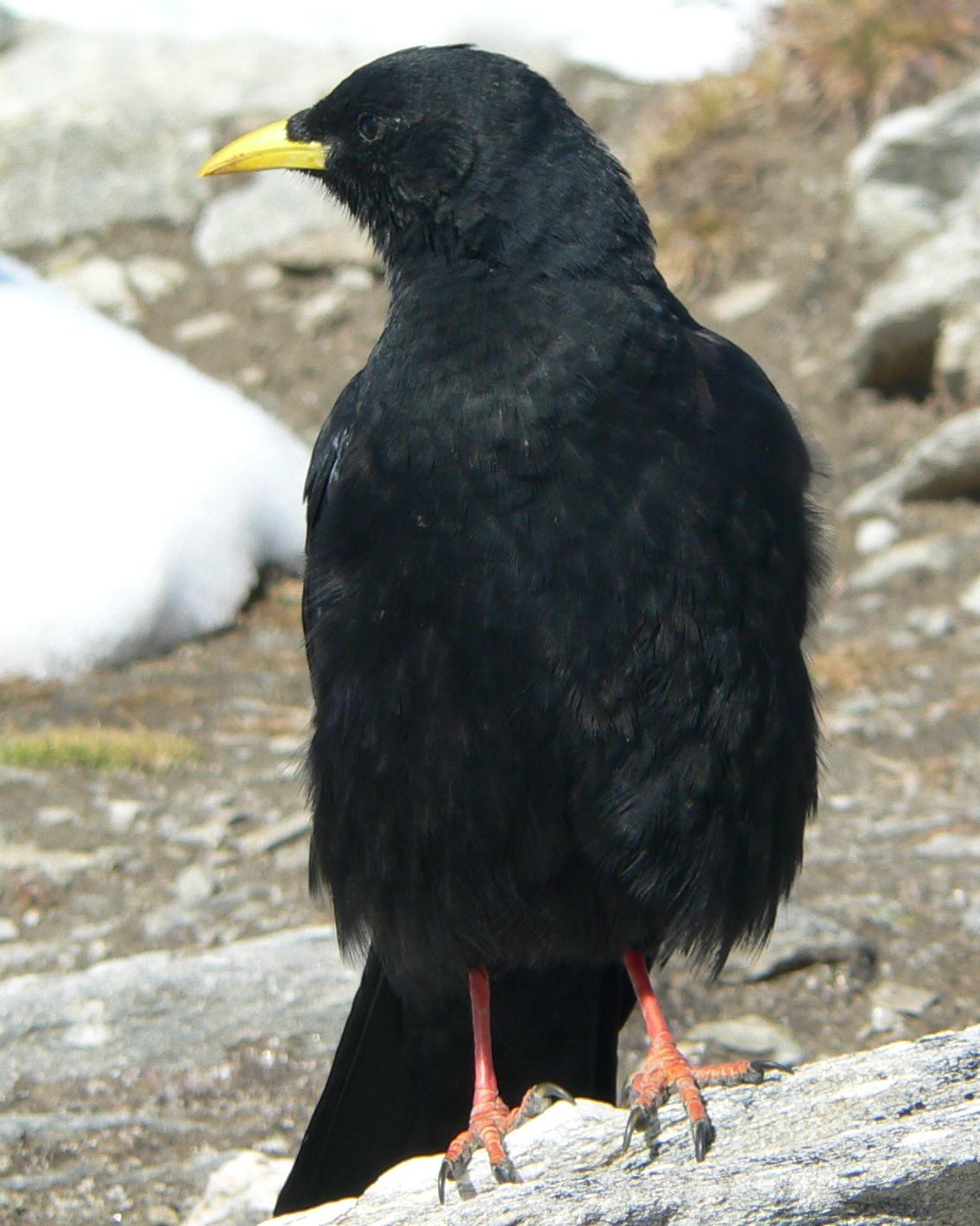 Yellow-billed Chough Photo by Peter Lowe