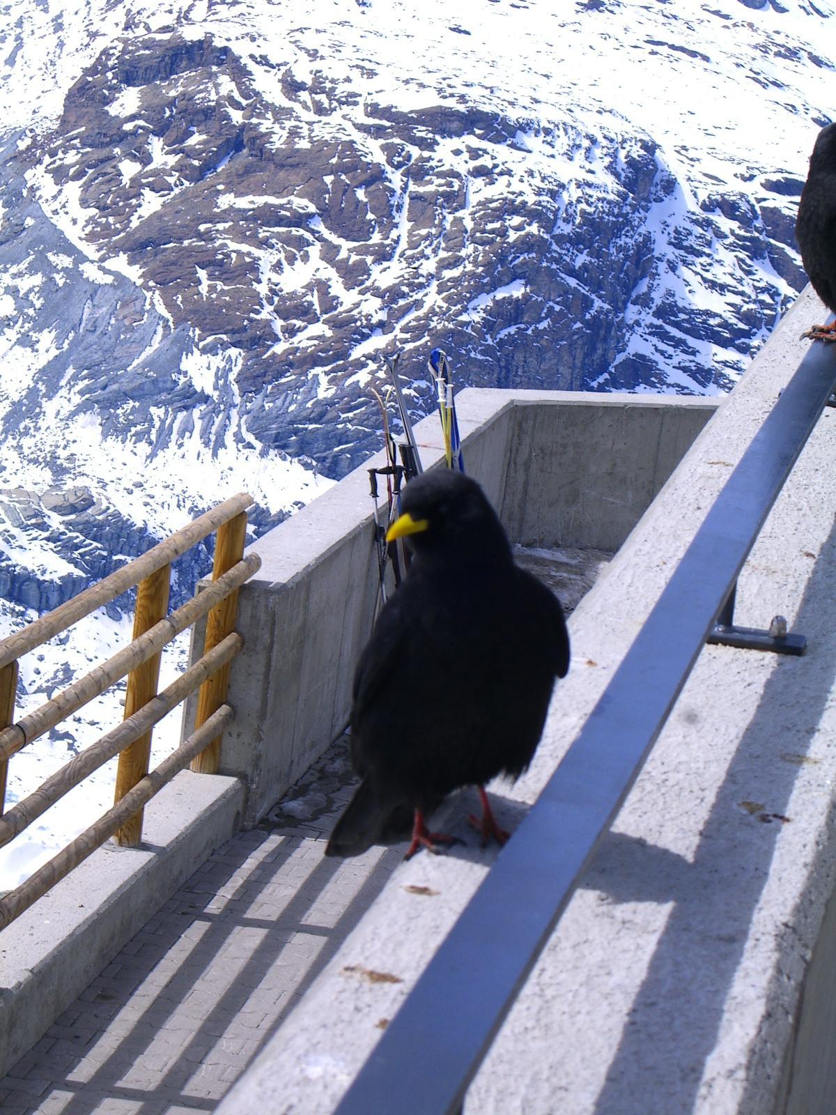 Yellow-billed Chough Photo by Lucy Wightman