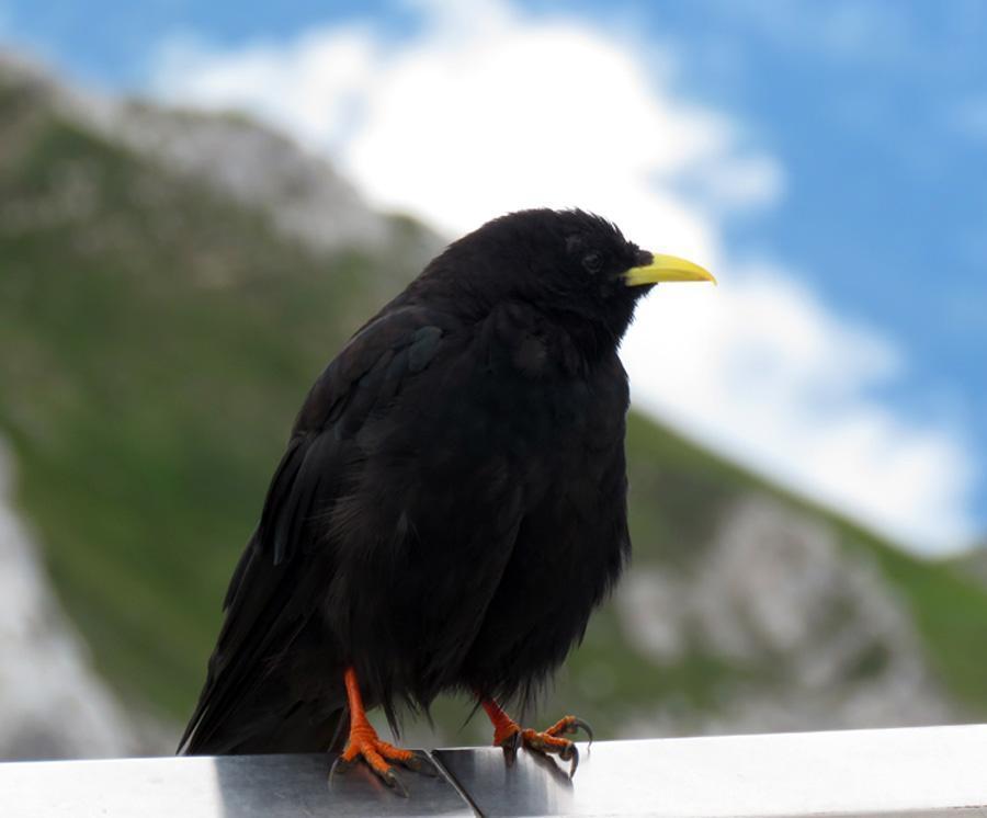 Yellow-billed Chough Photo by Kathy Carroll