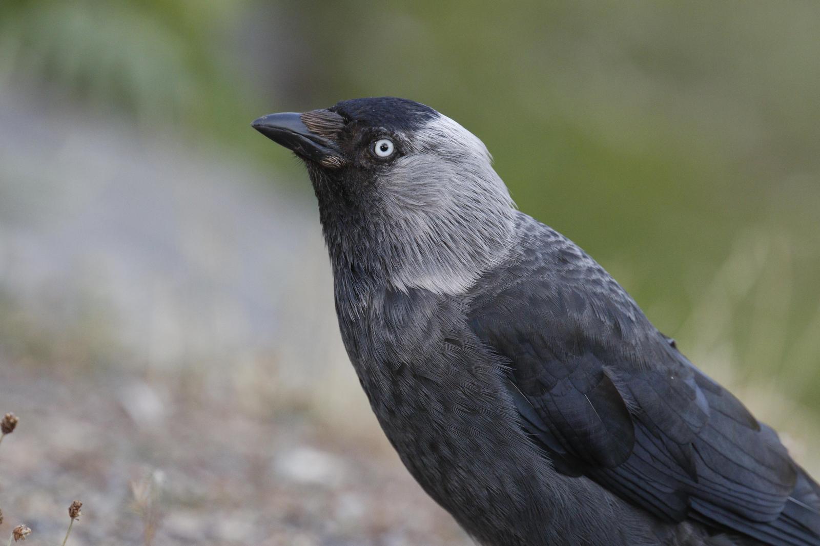 Eurasian Jackdaw Photo by Emily Willoughby
