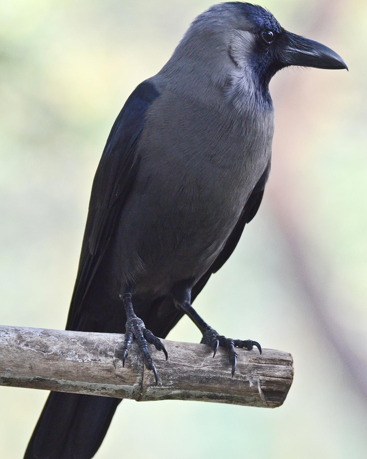 House Crow Photo by Pete Myers