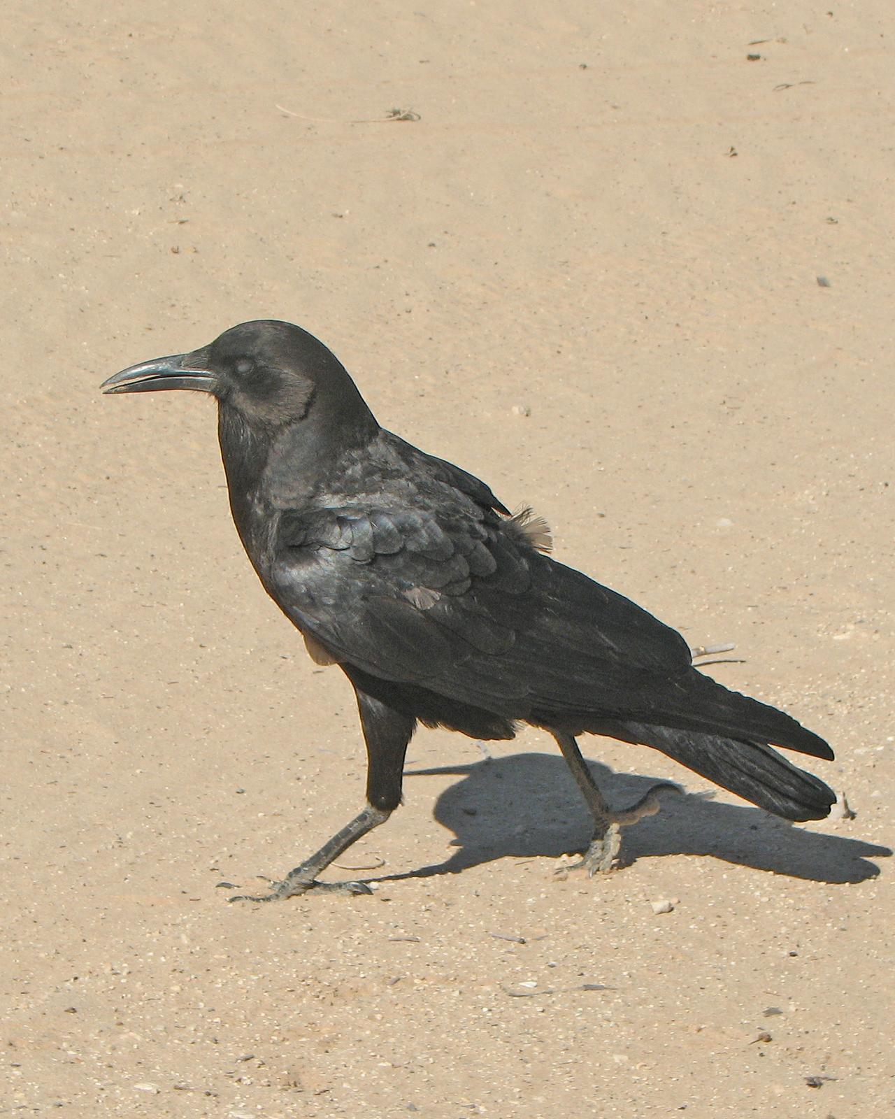 Cape Crow Photo by Henk Baptist