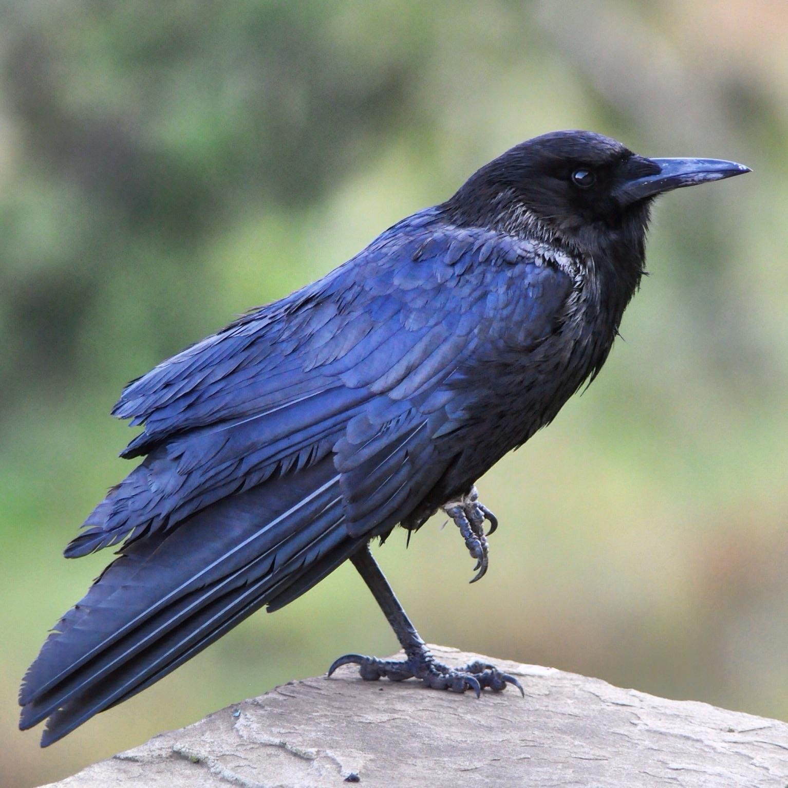 Cape Crow Photo by Simon Bernard