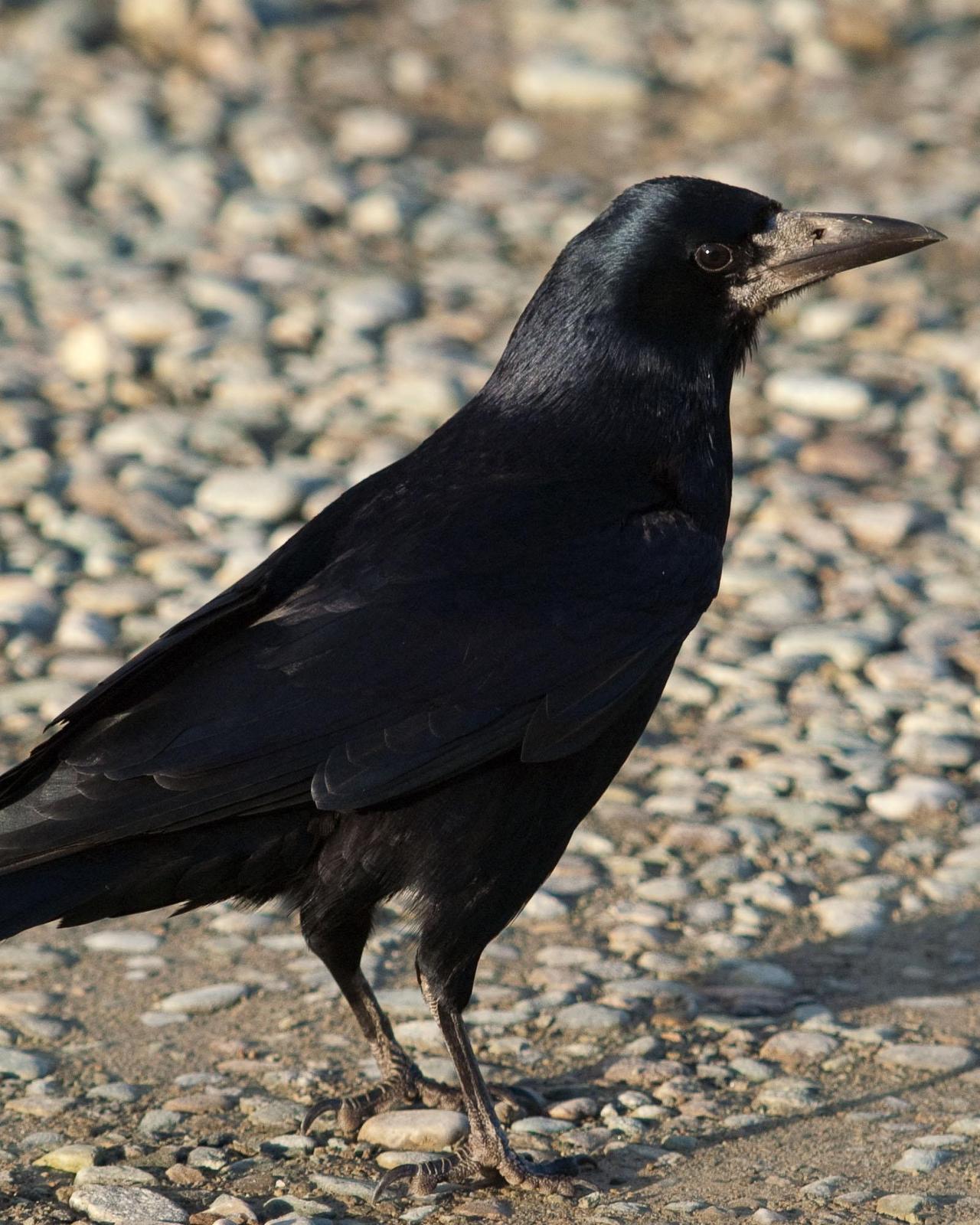 Rook Photo by Steve Percival