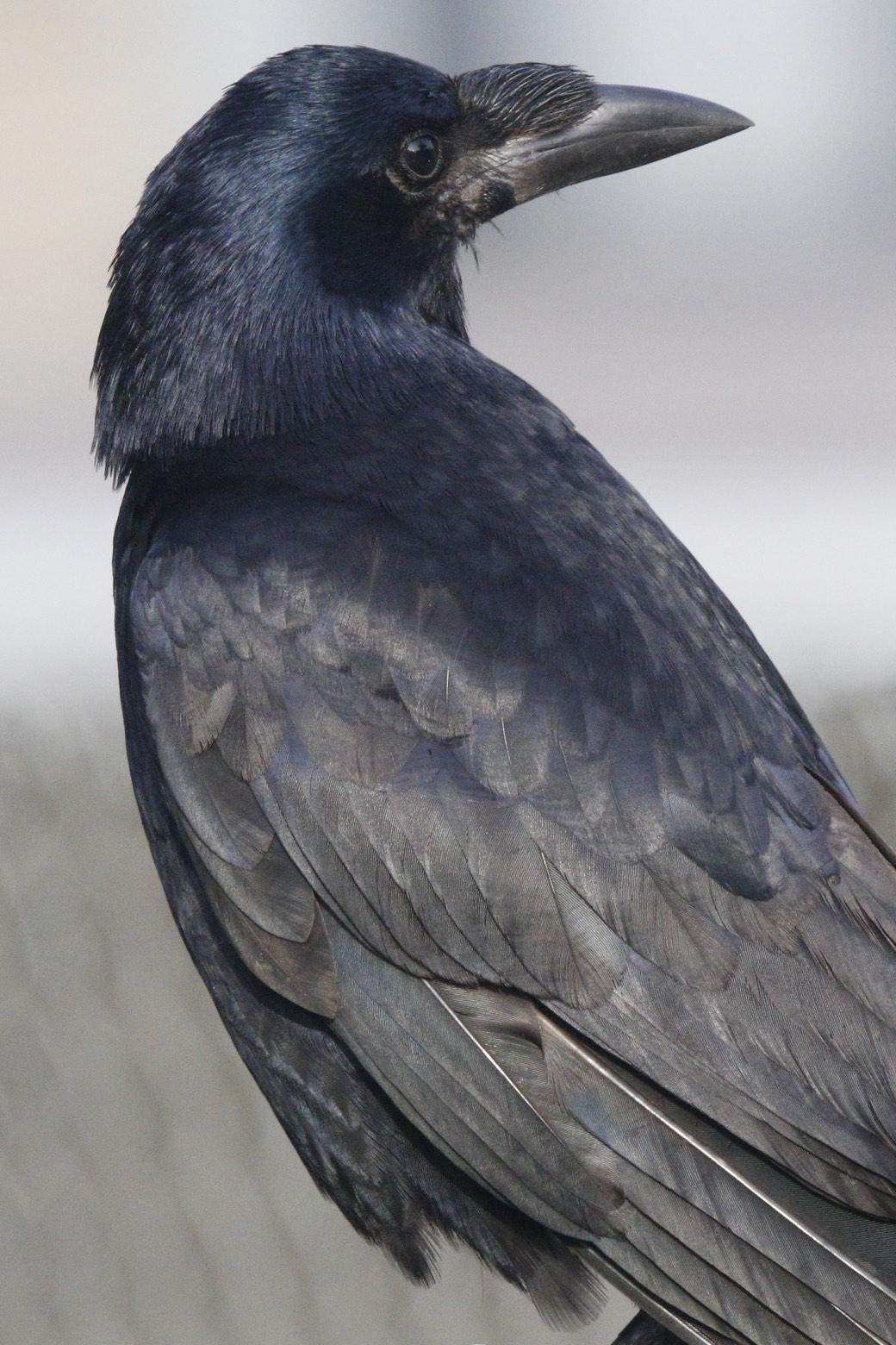 Rook Photo by Emily Willoughby
