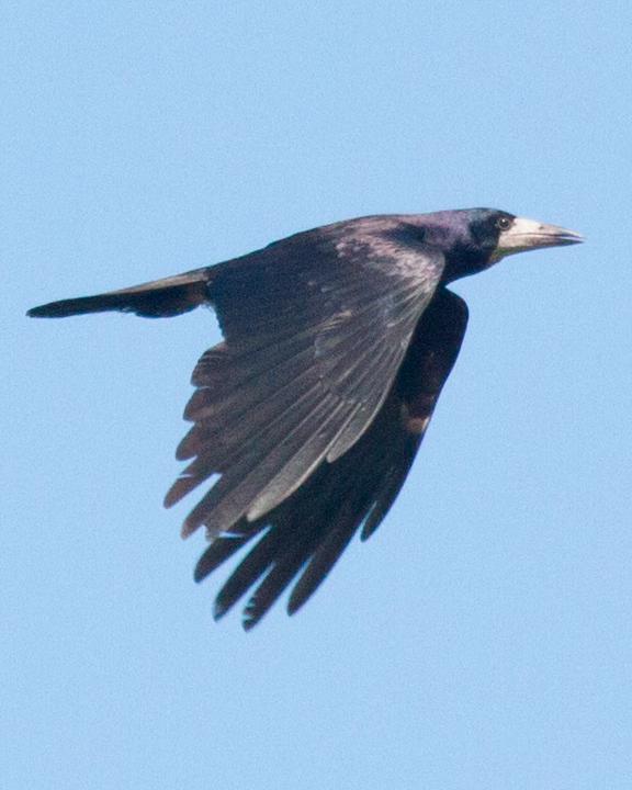 Rook Photo by Diane Porter