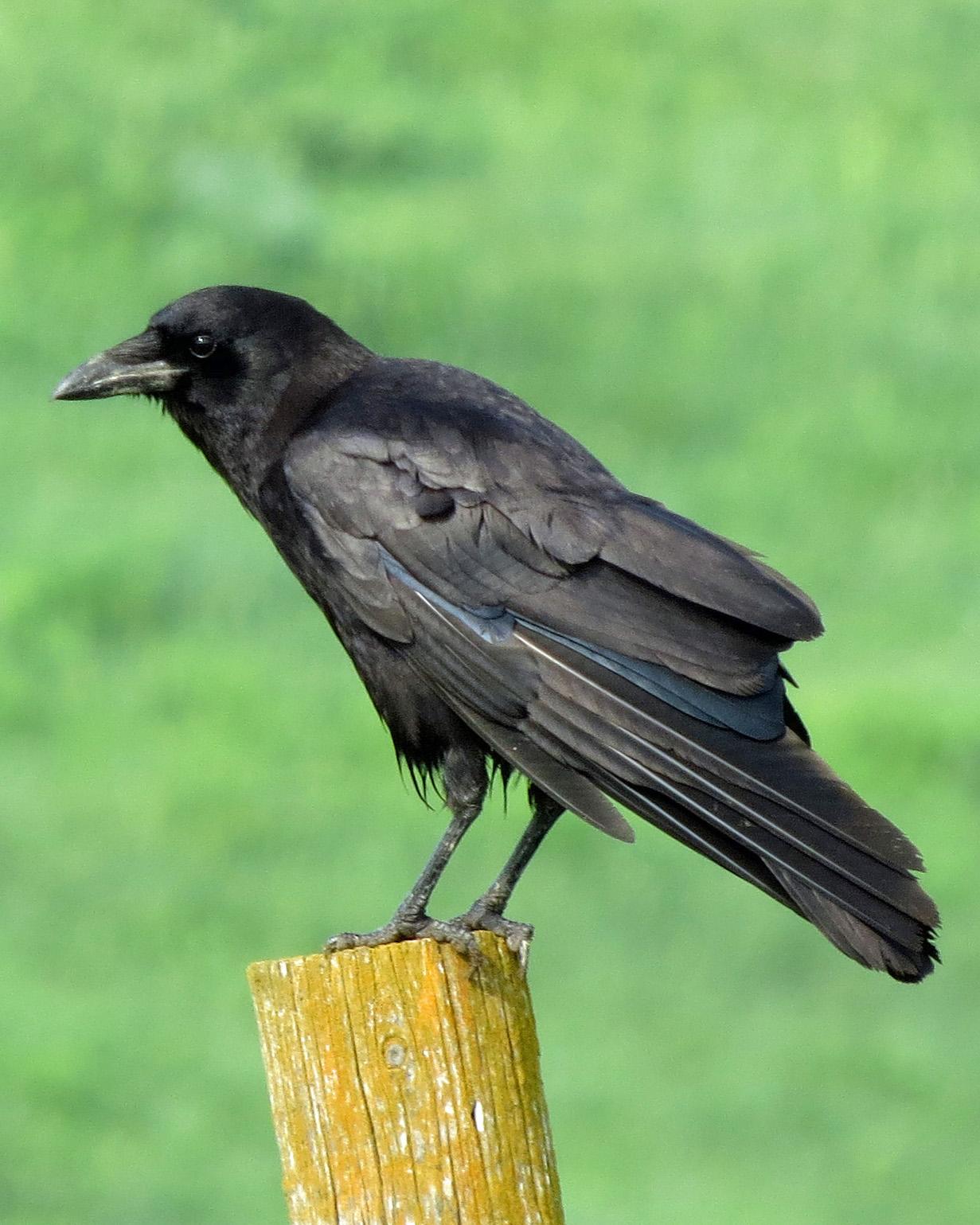 American Crow Photo by Kelly Preheim