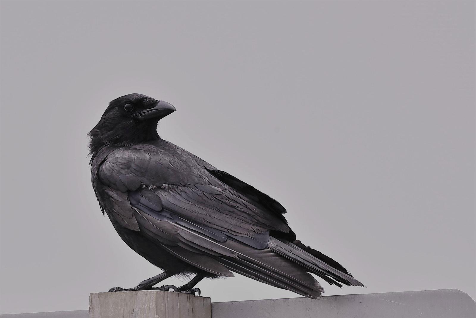 American Crow Photo by Jackie Connelly-Fornuff
