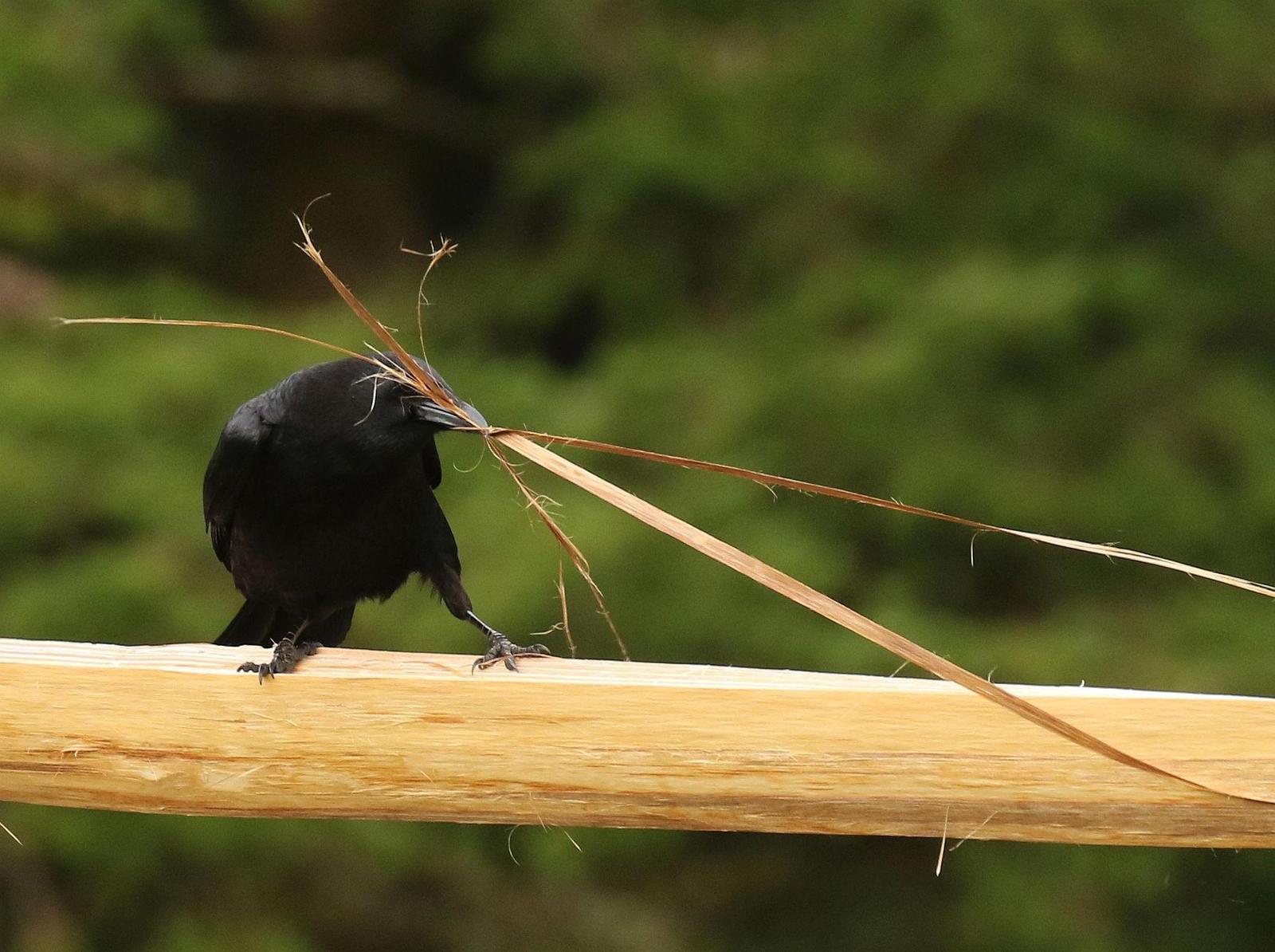 American Crow Photo by Vicki Miller