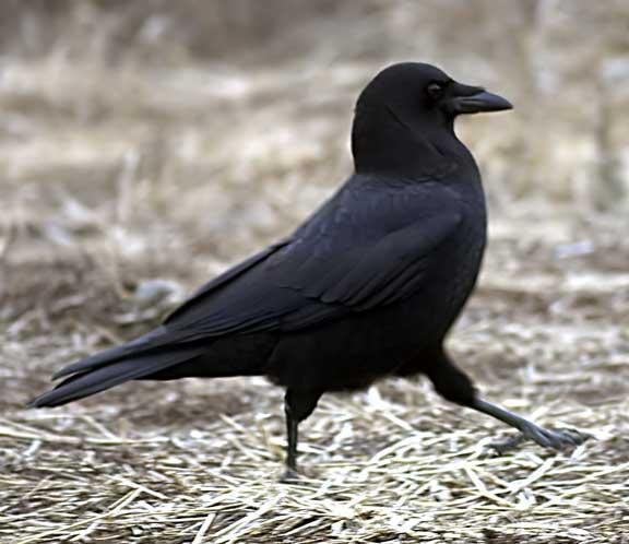 American Crow Photo by Dan Tallman