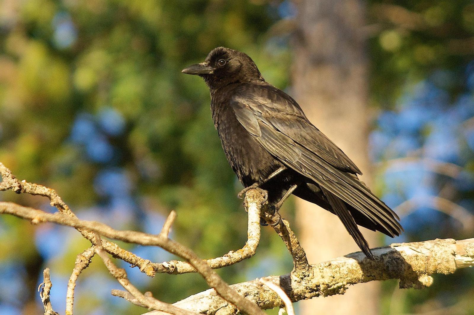 American Crow Photo by Gerald Hoekstra