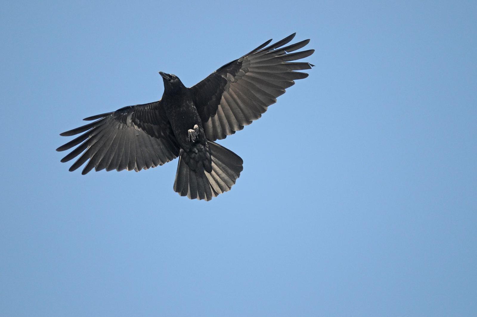 American Crow Photo by Steven Mlodinow