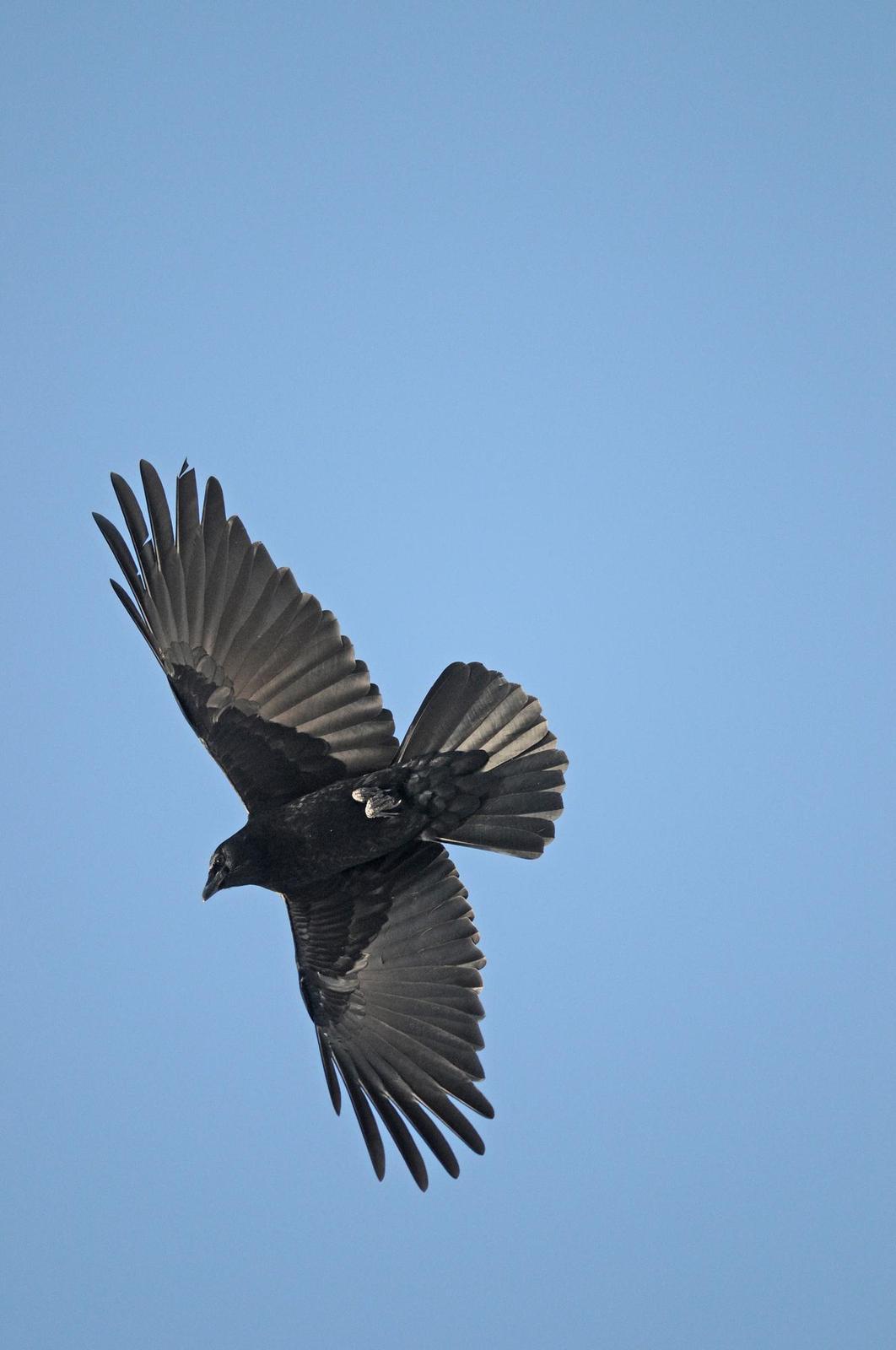American Crow Photo by Steven Mlodinow