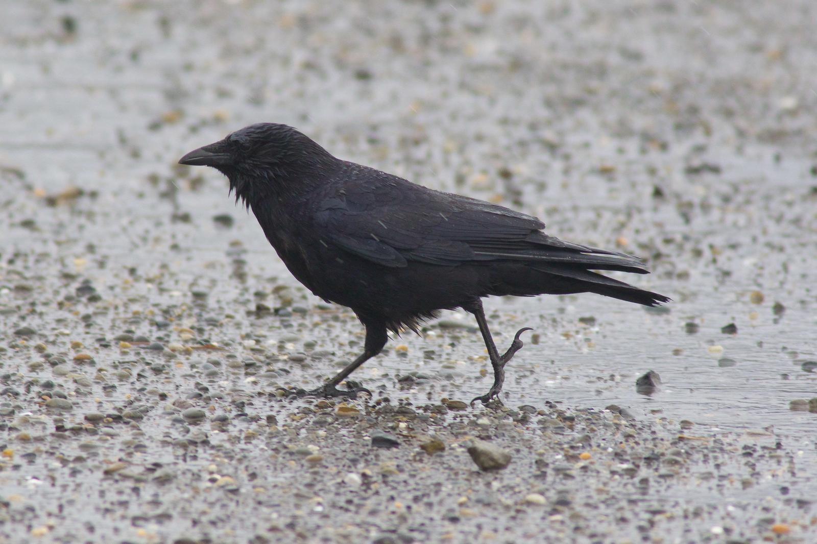 American Crow Photo by Tom Ford-Hutchinson