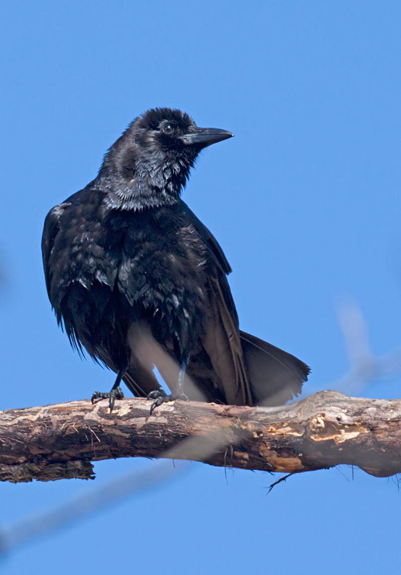 American Crow Photo by Lynn Cummings