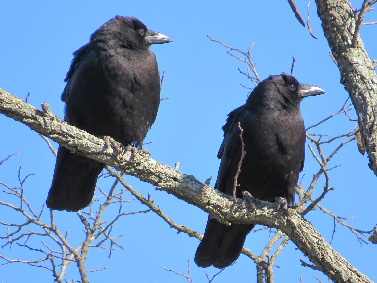 American Crow Photo by Kathy Wooding
