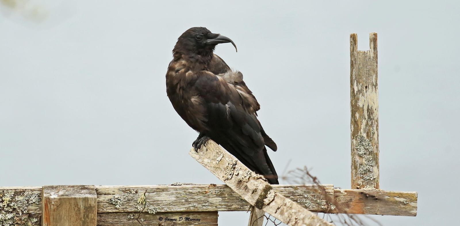 American Crow Photo by Jim  Murray