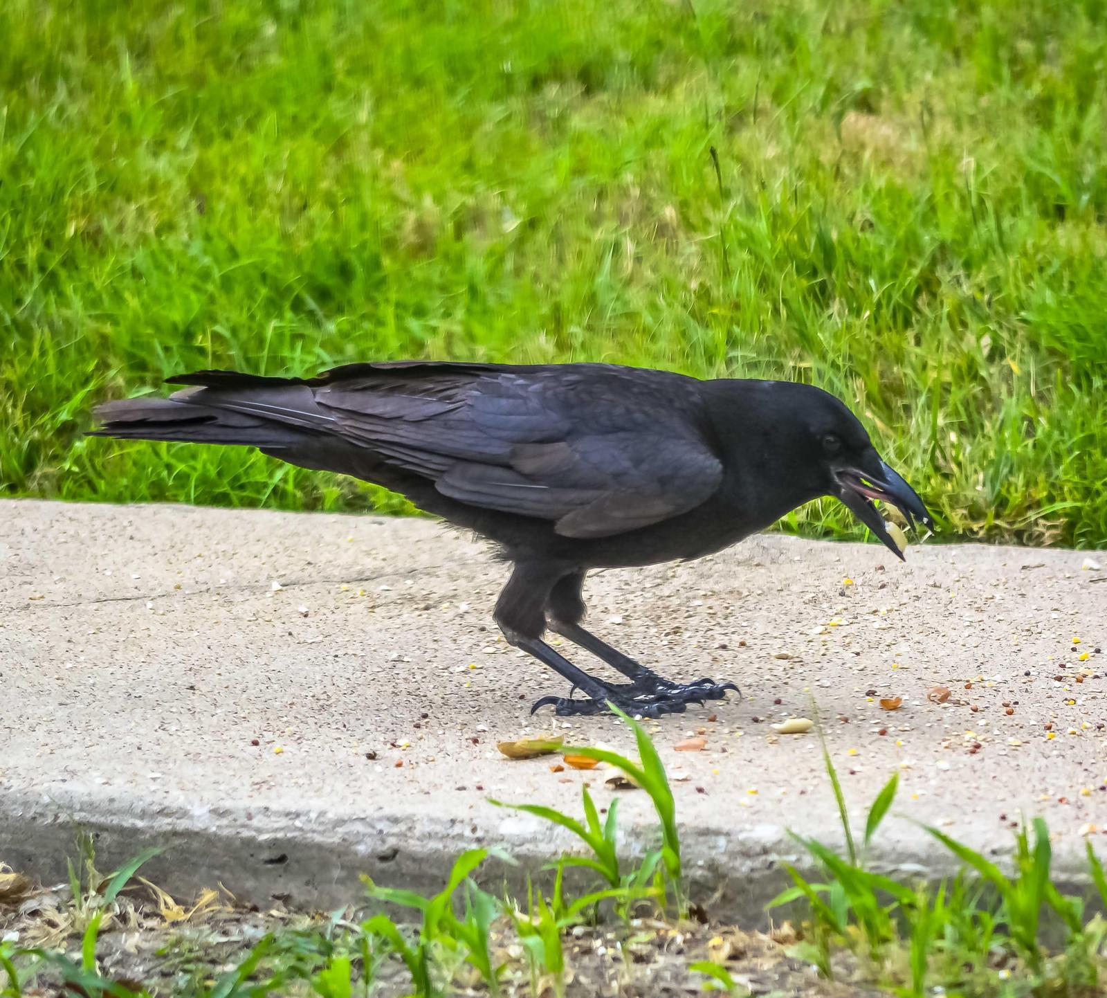 American Crow Photo by Wally Wenzel