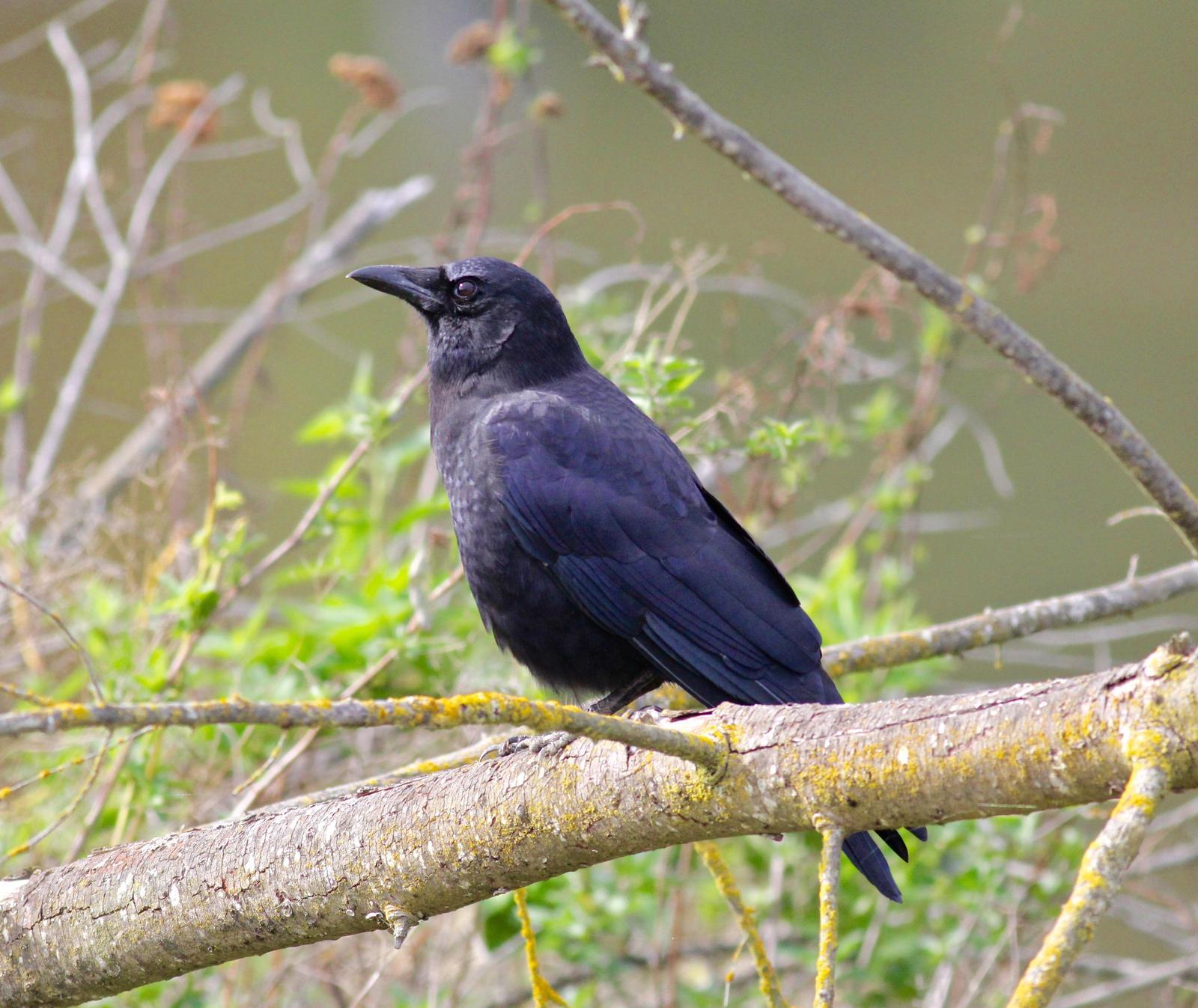 American Crow Photo by Kathryn Keith
