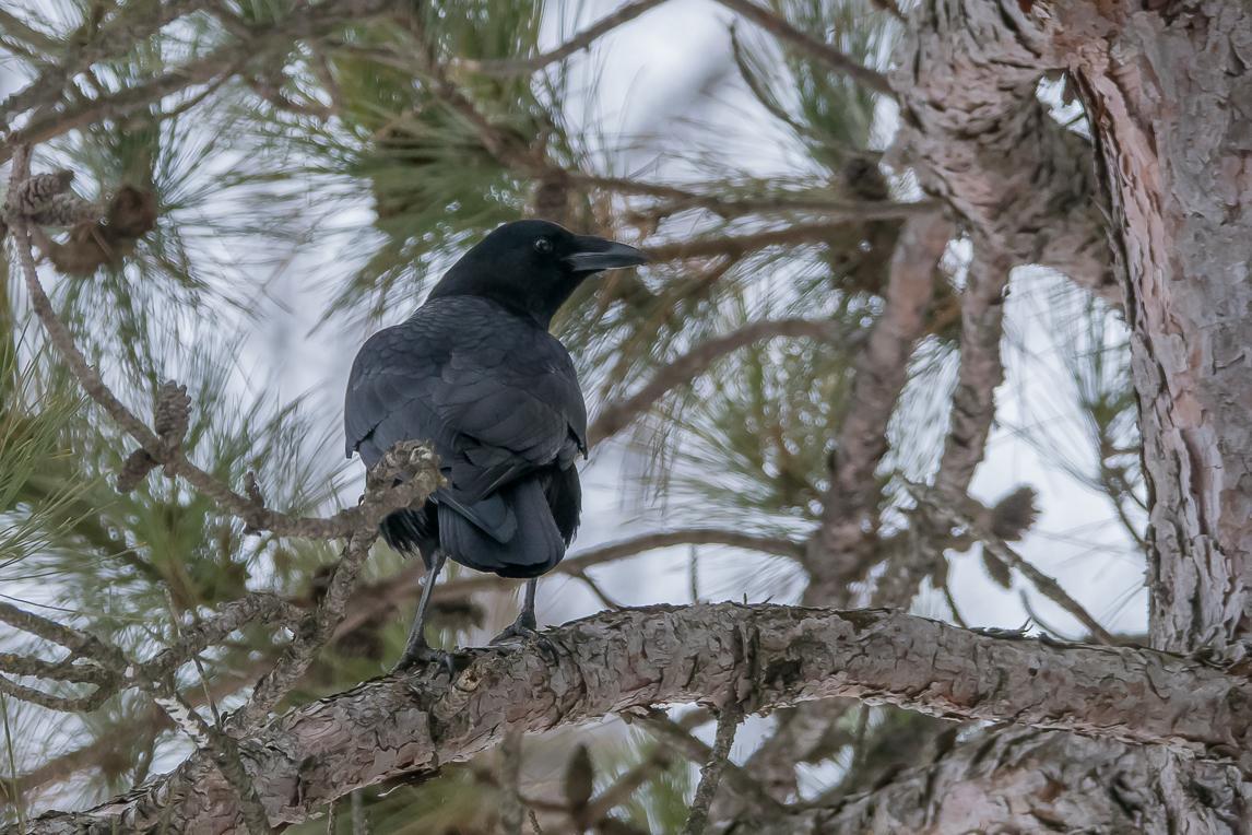 American Crow Photo by Gerald Hoekstra