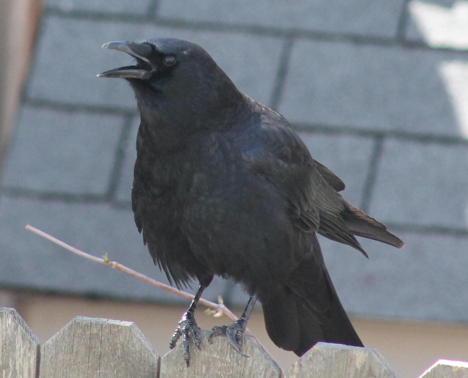 American Crow Photo by Lorraine Lanning