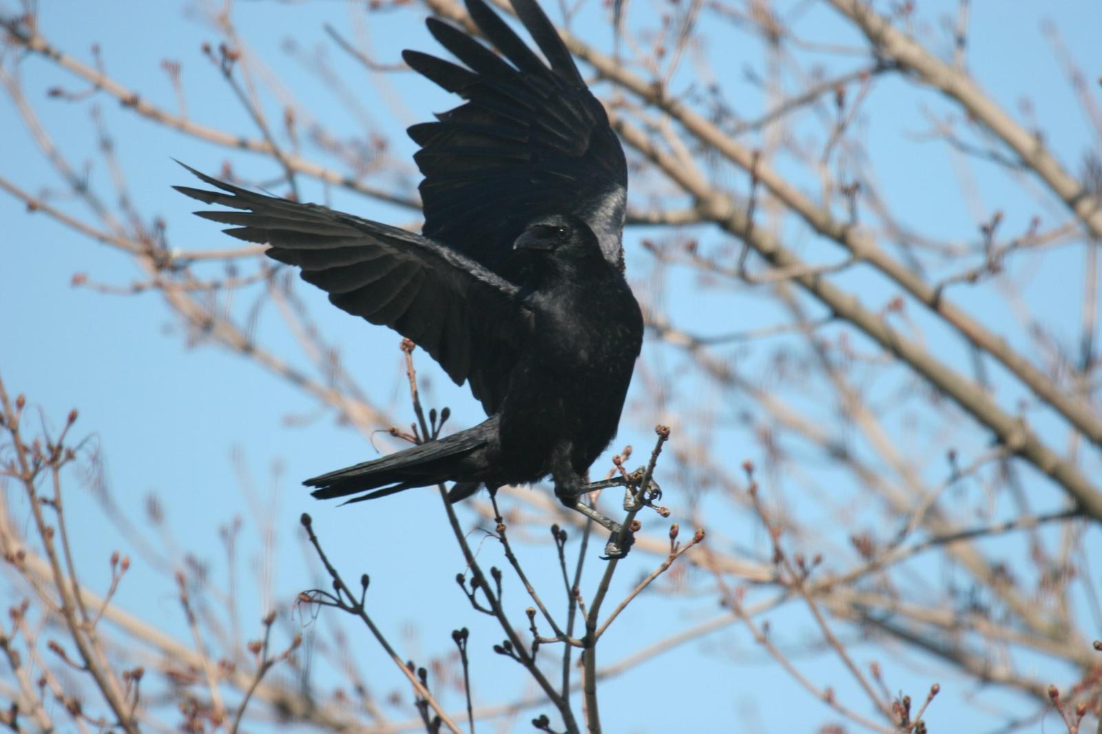 American Crow Photo by Roseanne CALECA
