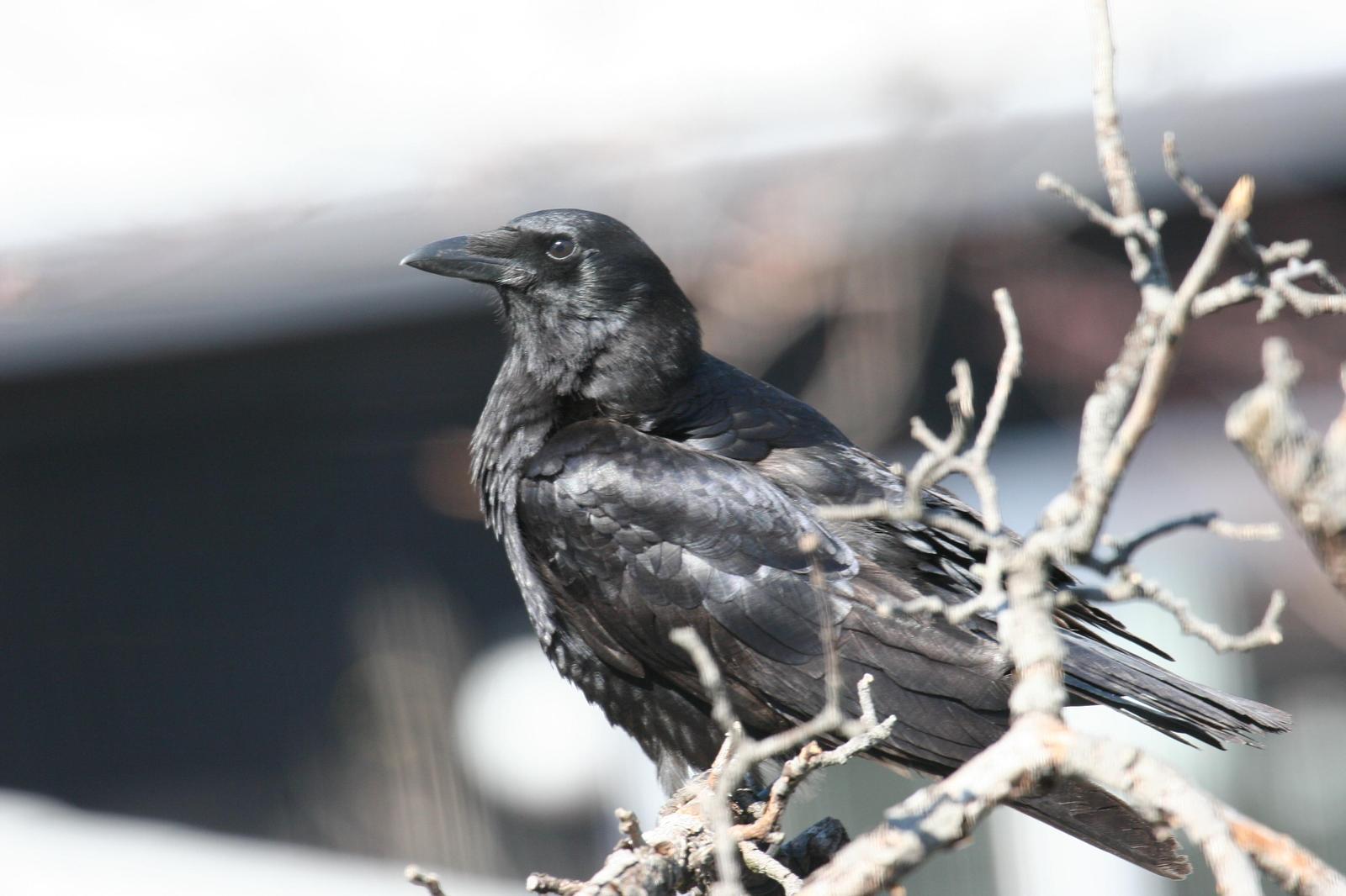 American Crow Photo by Roseanne CALECA