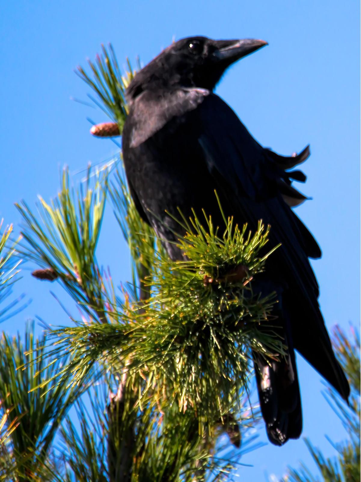 American Crow Photo by Dan Tallman