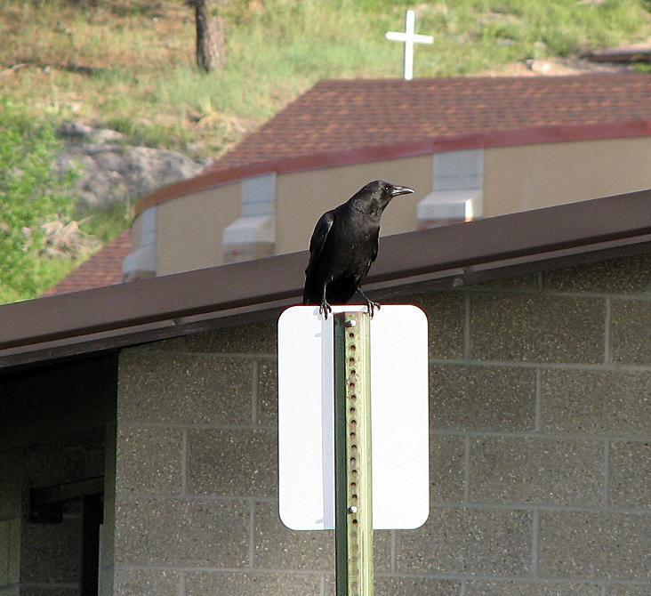 American Crow Photo by Tom Gannon